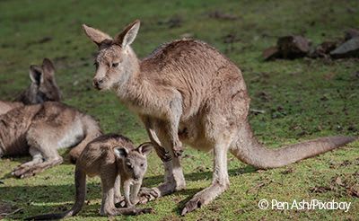 Kangaroos in the wild.