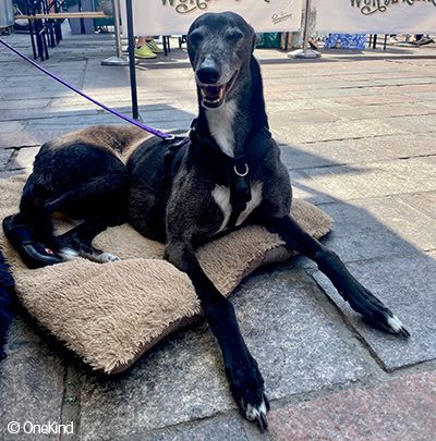 Rescued greyhound Sasha sitting on cushion wearing special boot.