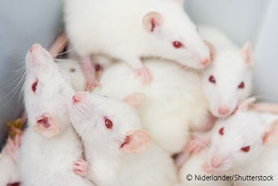 Rats in a laboratory.
