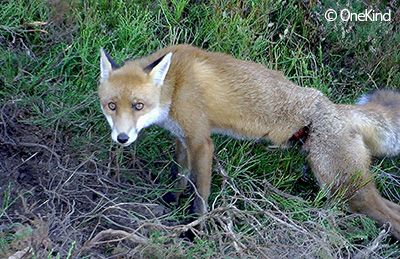 Fox caught in snare with severe abdomen injuries.