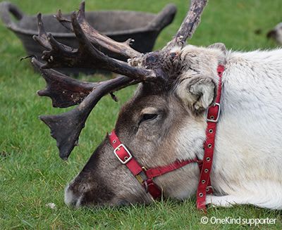 Reindeer at Christmas display resting on grass.