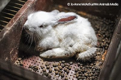 Rabbit on fur farm.