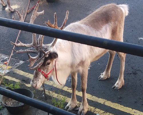 Reindeer at car park