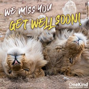 Get Well Soon card with two lions rolling on the ground.