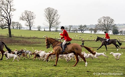 Fox hunt with dogs