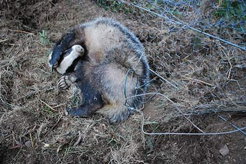 Snared badger