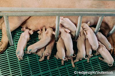pig in farrowing crate with piglets feeding.