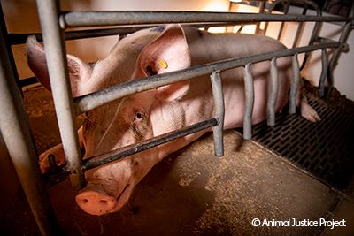 Sow lying in a farrowing crate.