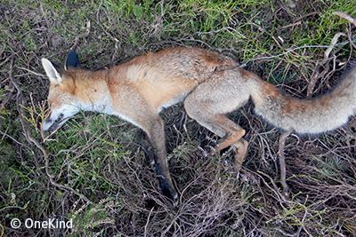 Body of dead fox which has been snared