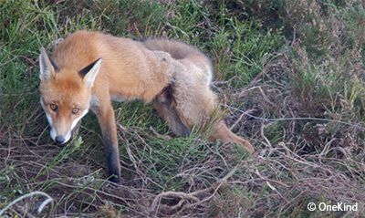 Fox snared round abdomen on Glenogil Estate