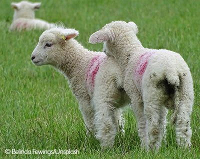 Two lambs in a field.