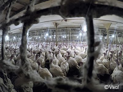 Turkeys in an intensive farm.