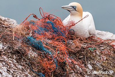 Sea bird sitting on rocks next to discarded fishing nets.