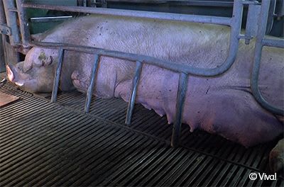 Pig lying in farrowing crate