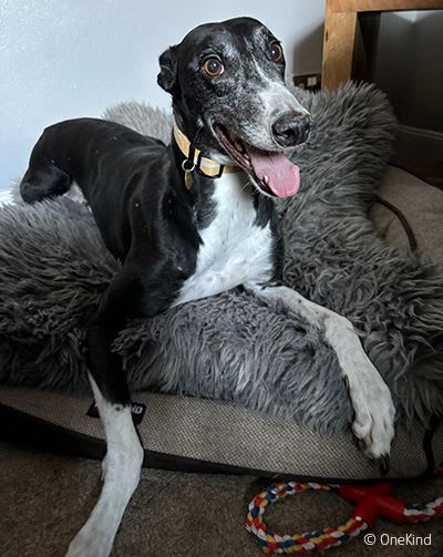Rescued racing greyhound Joy.