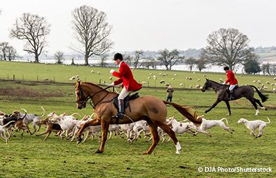 Fox hunters on horseback with dogs