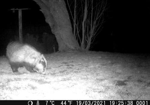 Badger in garden with snare round neck