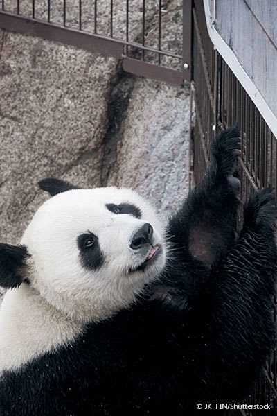 Panda in an outdoor concrete enclosure in a zoo