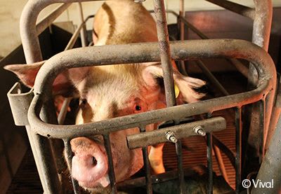 pig in farrowing crate