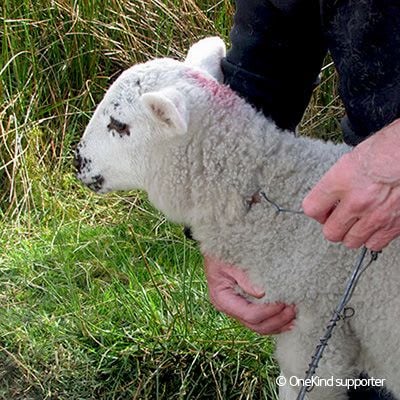 A lamb being freed from a snare by a passer-by.
