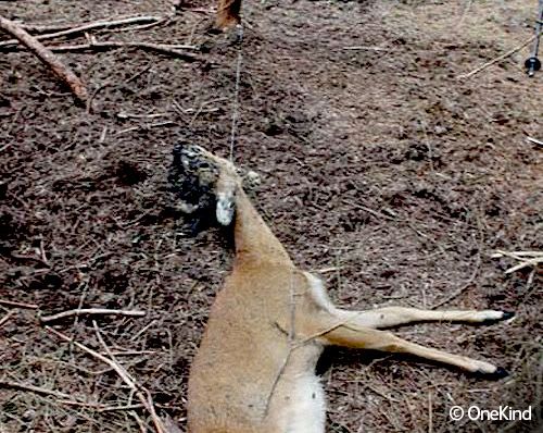deer who had been killed by snare