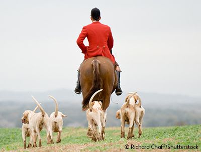 Fox hunter with dogs