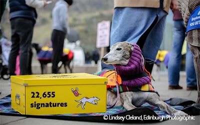 Greyhound lying next to box with signatures.