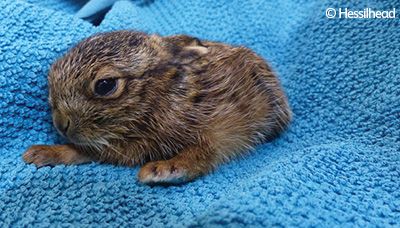 Leveret in the care of an animal rescue shelter.