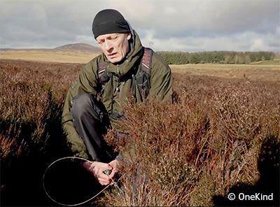 OneKind Director Bob Elliot looking at snare on grouse moor