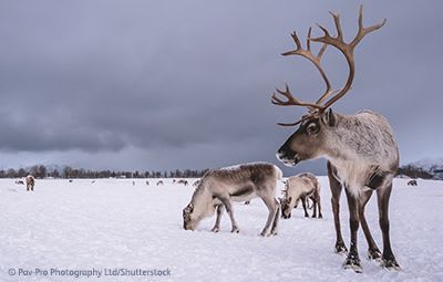 reindeer in the arctic tundra