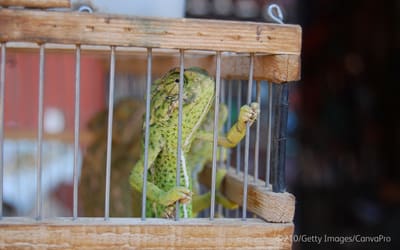 A chameleon in a cage
