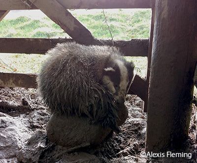 Badger caught in illegal snare set on gate