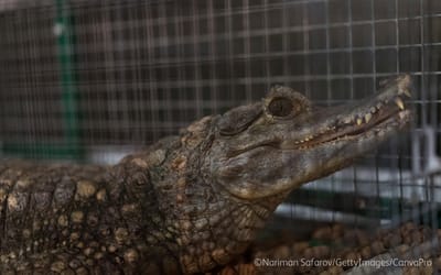 A crocodile in a cage