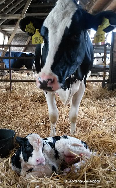 Cow with new-born calf