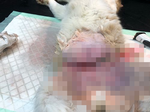 Cat with horrific injuries from snare