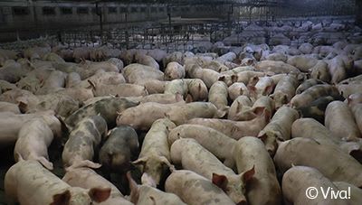 Pigs in an intensive pig farm