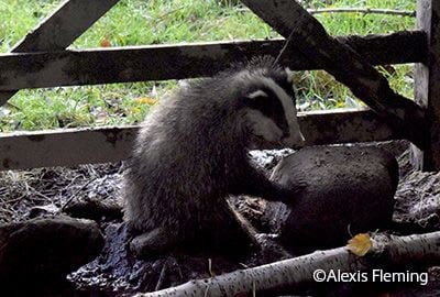 Badger caught in illegal snare set on a gate