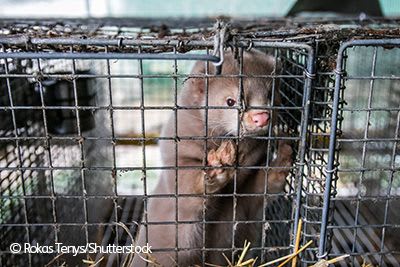 Mink in cage on fur farm.