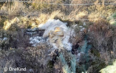 Body of dead sheep on grouse moor in Inverness-shire