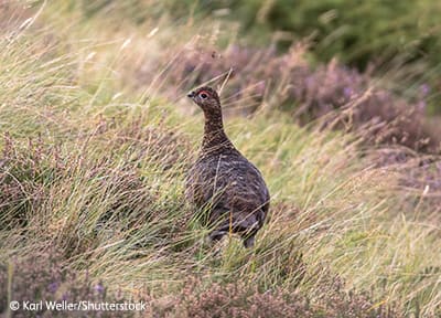 Red grouse on a Scottish moor