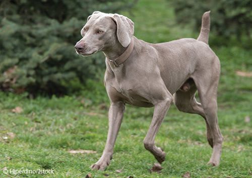 Weimaraner dog with docked tail