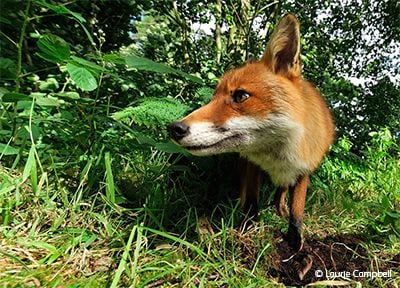 Fox emerging from undergrowth