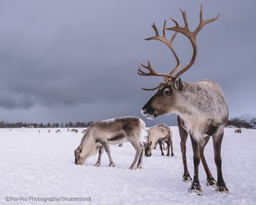 Reindeer in the Tundra