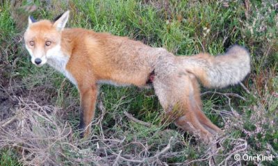 Fox snared round abdomen on Glenogil Estate