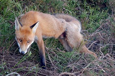 Fox suffering caught in snare
