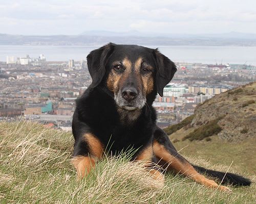 OneKind rescue dog Paddy