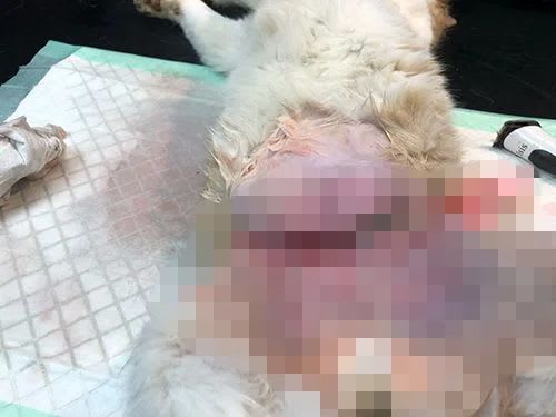 Cat badly injured by snare