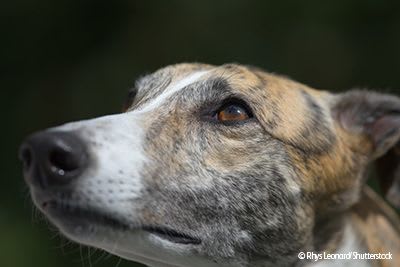 Greyhound looking up with dark background.