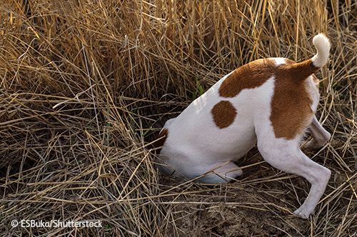 Terrier dog with head inside hole in field