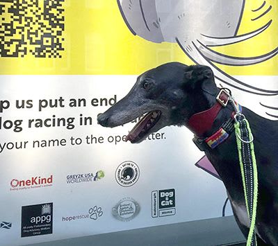 Rescued greyhound next to bus stop advert